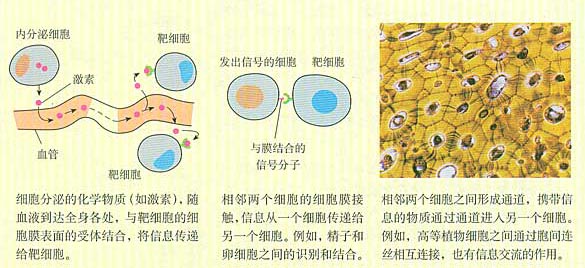 高中生物教材插图