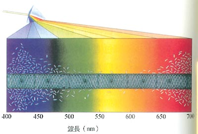 高中生物教材插图